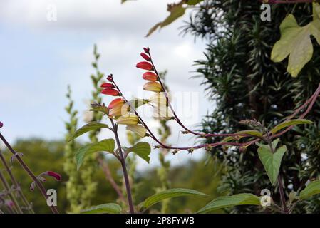 Red/Yellow/Cream climber Ipomoea lobata (bandiera spagnola) vite fiorita coltivata a RHS Garden Harlow Carr, Harrogate, Yorkshire. Inghilterra, Regno Unito. Foto Stock