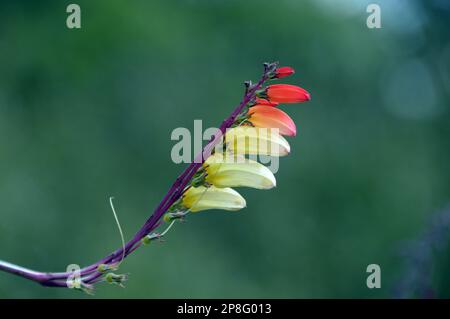 Red/Yellow/Cream climber Ipomoea lobata (bandiera spagnola) vite fiorita coltivata a RHS Garden Harlow Carr, Harrogate, Yorkshire. Inghilterra, Regno Unito. Foto Stock