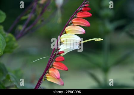 Red/Yellow/Cream climber Ipomoea lobata (bandiera spagnola) vite fiorita coltivata a RHS Garden Harlow Carr, Harrogate, Yorkshire. Inghilterra, Regno Unito. Foto Stock