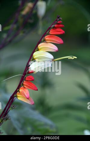 Red/Yellow/Cream climber Ipomoea lobata (bandiera spagnola) vite fiorita coltivata a RHS Garden Harlow Carr, Harrogate, Yorkshire. Inghilterra, Regno Unito. Foto Stock