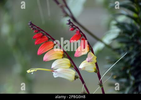 Red/Yellow/Cream climber Ipomoea lobata (bandiera spagnola) vite fiorita coltivata a RHS Garden Harlow Carr, Harrogate, Yorkshire. Inghilterra, Regno Unito. Foto Stock