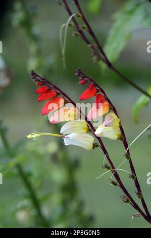 Red/Yellow/Cream climber Ipomoea lobata (bandiera spagnola) vite fiorita coltivata a RHS Garden Harlow Carr, Harrogate, Yorkshire. Inghilterra, Regno Unito. Foto Stock