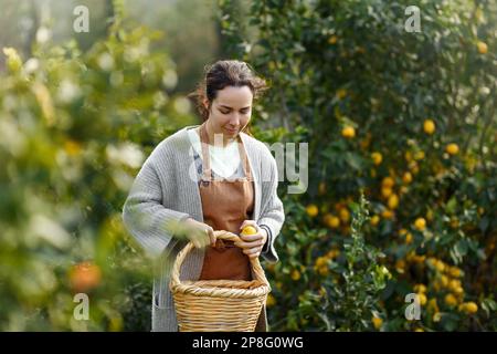 Donna contadina da fattoria arancione. Il giardiniere che raccoglie l'arancia nel cesto. Sorridente agricoltore che trasporta arance fresche al mercato agricolo per la vendita. Fa arancione Foto Stock