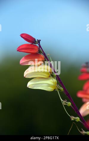 Red/Yellow/Cream climber Ipomoea lobata (bandiera spagnola) vite fiorita coltivata a RHS Garden Harlow Carr, Harrogate, Yorkshire. Inghilterra, Regno Unito. Foto Stock