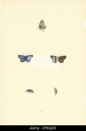 FARFALLE BRITANNICHE. Blu con borchie in argento. MORRIS 1893 vecchia stampa antica Foto Stock