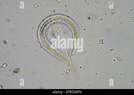 parassita di insetto nel suolo in australia Foto Stock