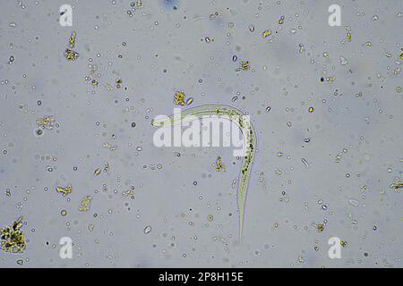 microrganismi del suolo compresi nematode, microartropodi, micro artropodi, tardigrado e rotifer un campione di suolo, fungo del suolo e batteri su un regene Foto Stock