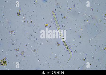 microorganismi e biologia del suolo, con nematodi e funghi al microscopio in un campione di compost del suolo Foto Stock