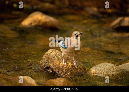 Jay uccello arroccato su una roccia circondata da acqua Foto Stock