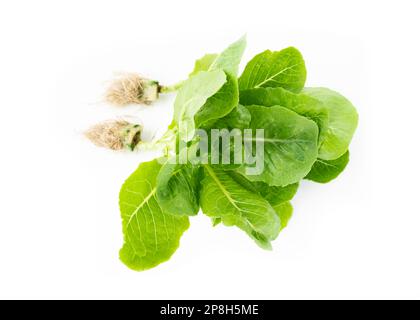 Cuccioli freschi (lattuga) con radici su sfondo bianco Foto Stock