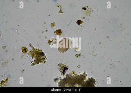 parassita di insetto nel suolo in australia Foto Stock