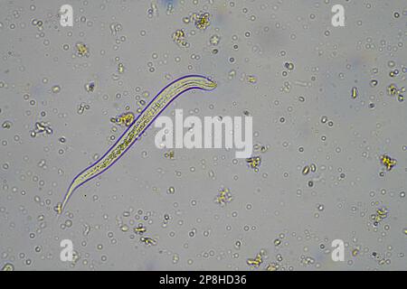 parassita di insetto nel suolo in australia Foto Stock