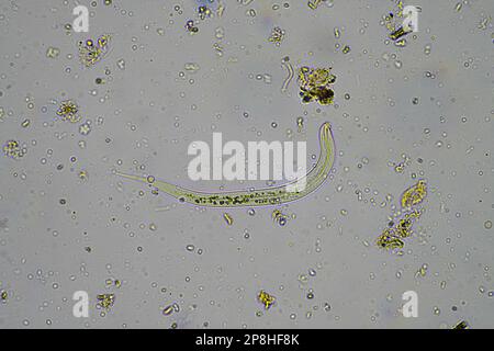 parassita di insetto nel suolo in australia Foto Stock