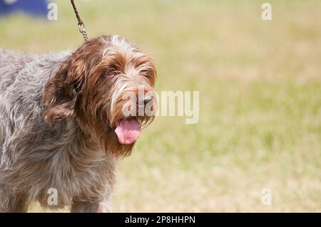 Wirehaired che punta Griffon vicino contro l'erba nel ring del cane show Foto Stock