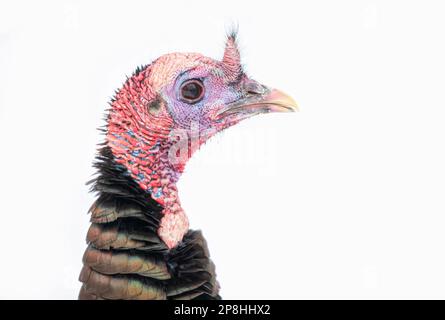 Eastern Wild Turkey closeup femminile isolato su uno sfondo bianco in Canada Foto Stock