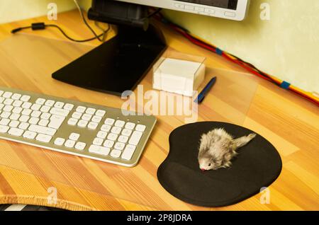 Il mouse del computer è stato sostituito con un mouse giocattolo morbido. Lo scherzo di April Fool Foto Stock