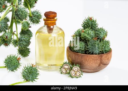 Frutta Verde e olio di ricino - Ricinus communis Foto Stock