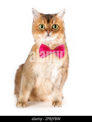 Gatto britannico shorthair in cravatta d'arco seduta su sfondo bianco. Ritratto isolato dell'animale domestico Foto Stock