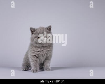 Gattino di gatto Shorthair britannico blu carino, seduto in su di fronte. Guardando verso la fotocamera. Isolato su sfondo grigio chiaro. Foto Stock