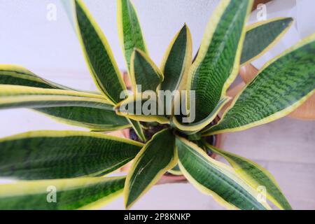La vista di pianta di serpente. Vista dall'alto della lingua della suocera. Primo piano a sanseveria. Foto Stock