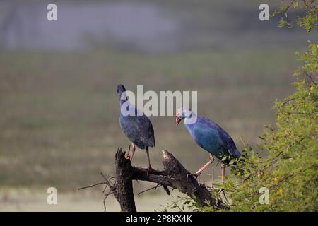 Due Moorhen viola, Porphyrio porphyrio, Bharatpur, Rajasthan, India Foto Stock