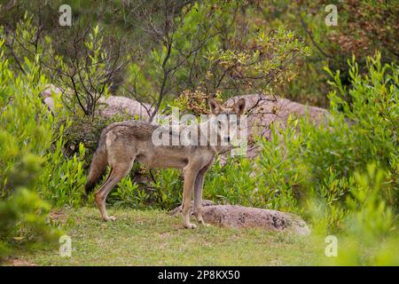 Lupo indiano, Canis lupus pallipes, femmina, Karnataka, India Foto Stock