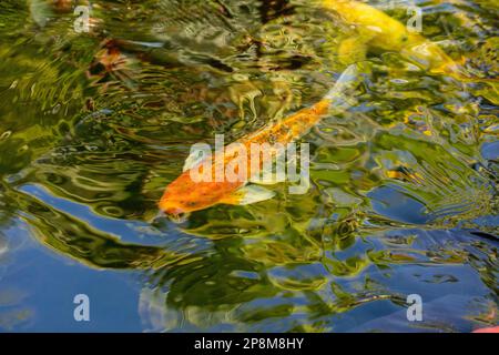 Incredibilmente bella Koi Carp, Carp Amur, Cyprinus rubrofuscus, in un laghetto artificiale a Tenerife (Isole Canarie) con sfondo vivace e colorato Foto Stock