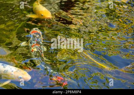 Incredibilmente bella Koi Carp, Carp Amur, Cyprinus rubrofuscus, in un laghetto artificiale a Tenerife (Isole Canarie) con sfondo vivace e colorato Foto Stock