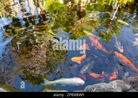 Incredibilmente bella Koi Carp, Carp Amur, Cyprinus rubrofuscus, in un laghetto artificiale a Tenerife (Isole Canarie) con sfondo vivace e colorato Foto Stock