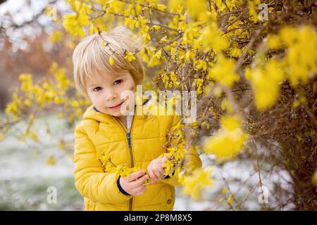 Carino bambino biondo, ragazzo, che corre intorno al cespuglio giallo fiorente, tempo di primavera, mentre nevica, tempo di primavera insolito con la neve Foto Stock