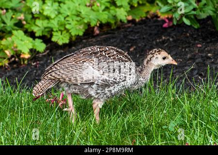 pollame di tacchino selvatico orientale in zona erbosa. Questo uccello ha circa 4-6 settimane. Foto Stock