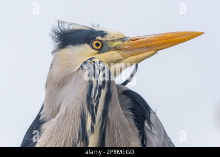 Schull, West Cork, Irlanda. 9th Mar, 2023. Un airone grigio (Ardea Cinerea) si trova sulla cima di un furgone in attesa di cibo al negozio di pesce di Schull. Credit: AG News/Alamy Live News Foto Stock