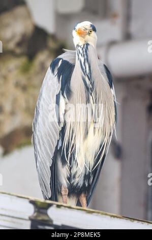 Schull, West Cork, Irlanda. 9th Mar, 2023. Un airone grigio (Ardea Cinerea) si trova sulla cima di un furgone in attesa di cibo al negozio di pesce di Schull. Credit: AG News/Alamy Live News Foto Stock