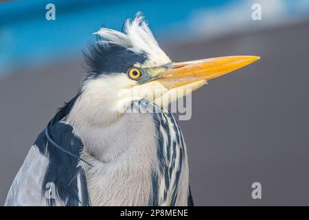 Schull, West Cork, Irlanda. 9th Mar, 2023. Un airone grigio (Ardea Cinerea) si trova sulla cima di un furgone in attesa di cibo al negozio di pesce di Schull. Credit: AG News/Alamy Live News Foto Stock