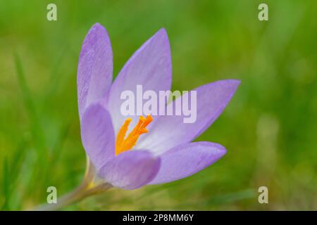 Primo piano di un Crocus con arancio brillante / giallo Stamen. Foto Stock