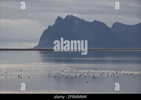 whooper cigni sulla costa islandese Islanda Foto Stock