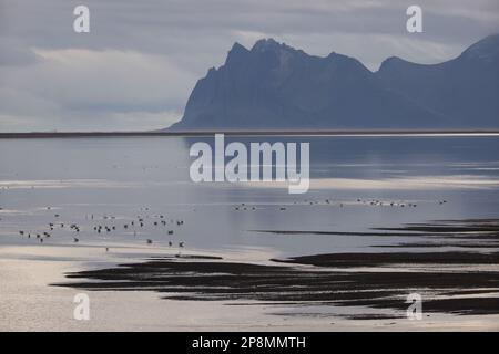 whooper cigni sulla costa islandese Islanda Foto Stock