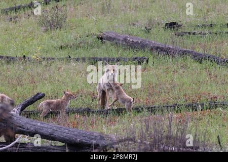 coyote femminile con la giovane alberta canada Foto Stock