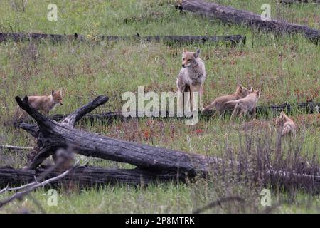 coyote femminile con la giovane alberta canada Foto Stock