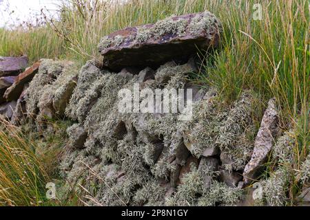 Pareti ricoperte di lichene Foto Stock