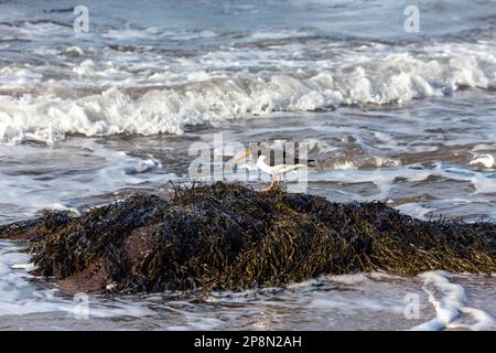 Un ostercatcher in piedi su una roccia coperta di alghe Foto Stock