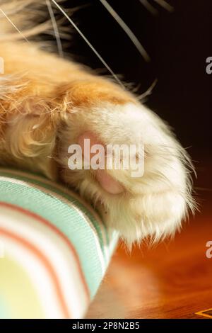 primo piano di una zenzero gatto zenzero Foto Stock