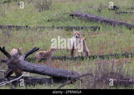 coyote femminile con la giovane alberta canada Foto Stock