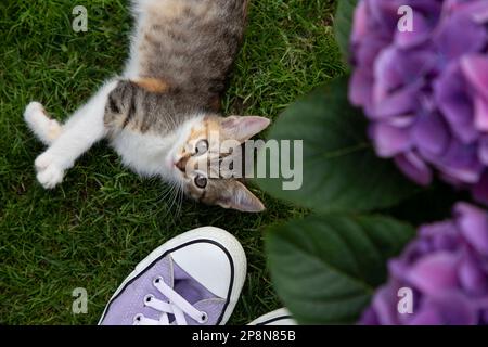 carino gattino grigio-bianco-marrone si trova sull'erba. Nelle vicinanze si trovano le sneakers sportive in lilla con lacci e fiori di ortensia viola. gatto curioso. Buongiorno Foto Stock