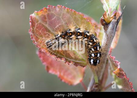 Ampfer-Rindeneule, Ampferrindeneule, Ampfereule, Raupe frisst an Pappel, Acronicta rumicis, Viminia rumicis, Acronycta salicis, Knot Grass, Erba nodo Foto Stock