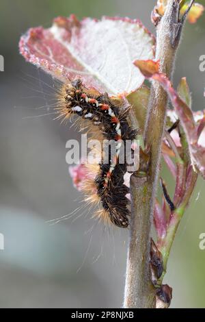 Ampfer-Rindeneule, Ampferrindeneule, Ampfereule, Raupe frisst an Pappel, Acronicta rumicis, Viminia rumicis, Acronycta salicis, Knot Grass, Erba nodo Foto Stock