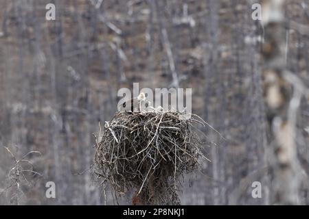 nido d'aquila calva con la giovane alberta canada Foto Stock