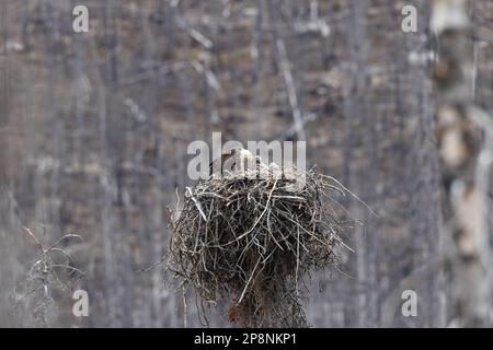 nido d'aquila calva con la giovane alberta canada Foto Stock