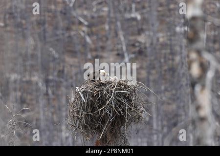 nido d'aquila calva con la giovane alberta canada Foto Stock