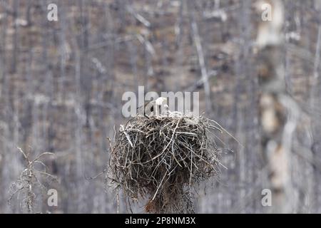 nido d'aquila calva con la giovane alberta canada Foto Stock
